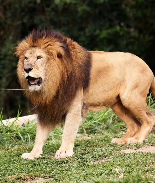 Bạn xử lí như thế nào khi gặp những động vật ăn thịt hung dữ trong rừng?